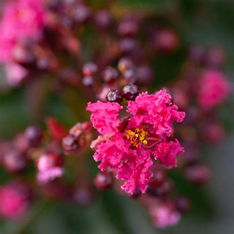 The seasonal changes of Pink Magic Lagerstroemia Indica: A gardener's delight